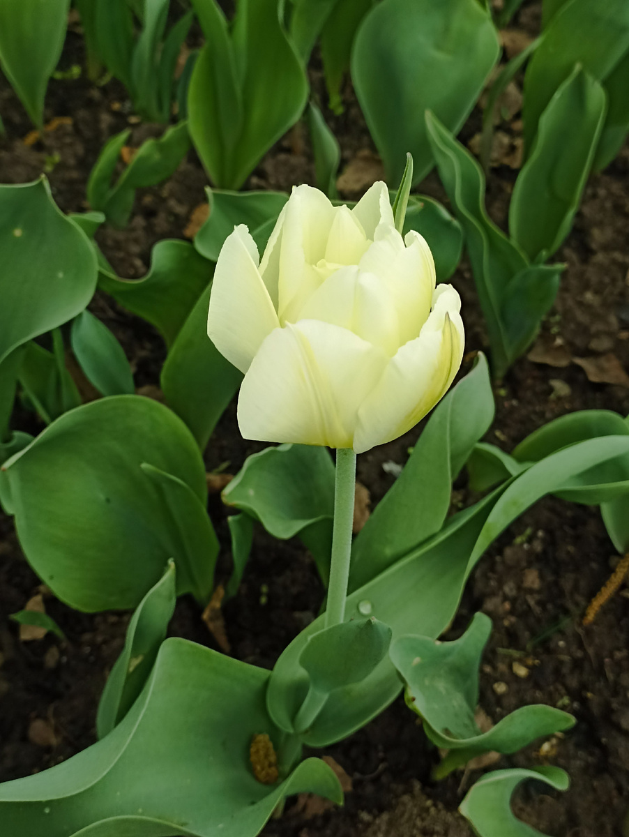 Первый ранний тюльпан. Сезон 2025