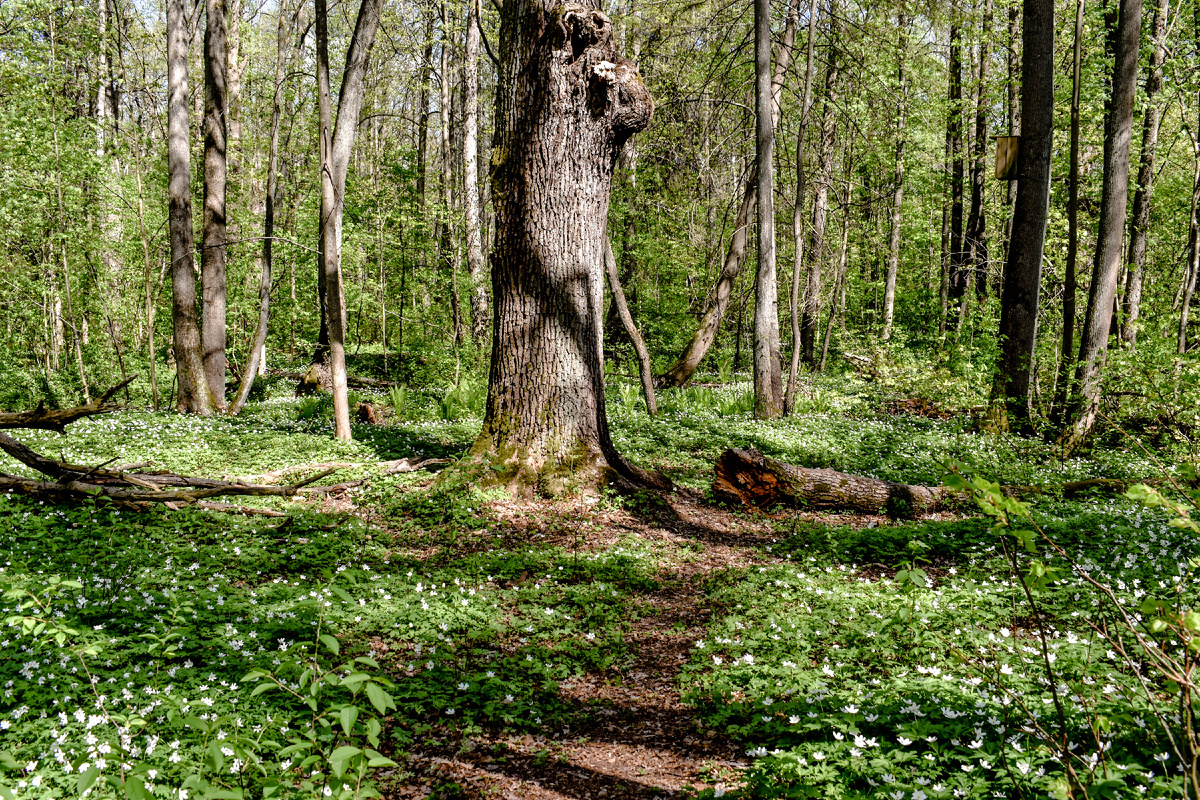 Цветущий ковер из зелени в лесу