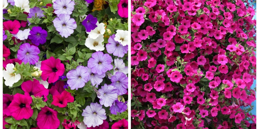 Посадите вместо петунии сурфинию: очень похожи, а ведут себя по-разному