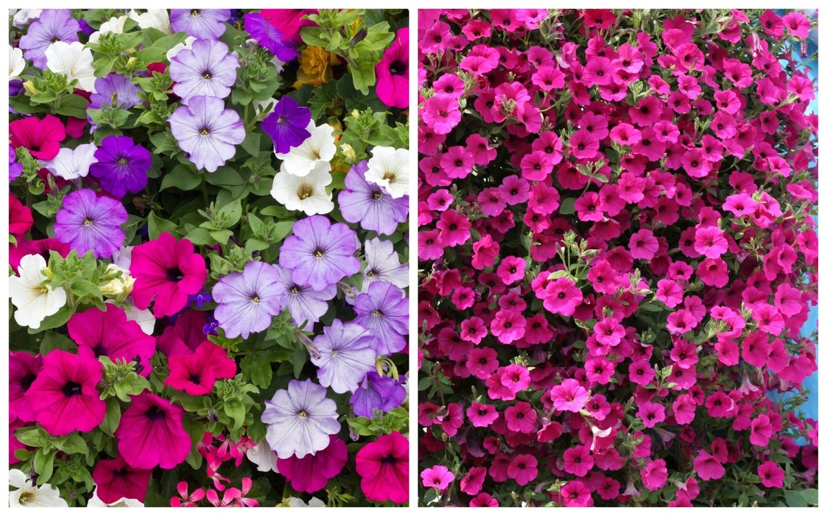 Слева петуния, справа сурфиния