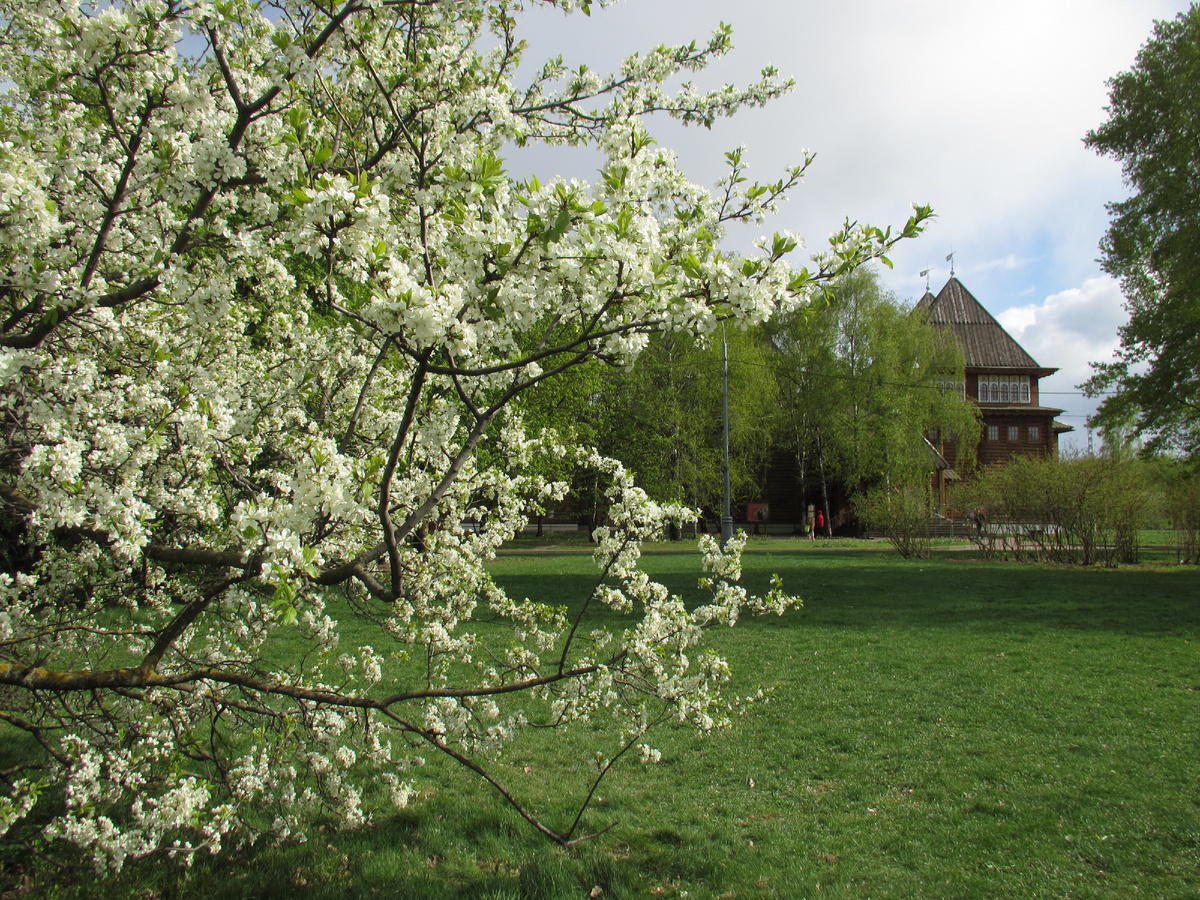 Цветущий яблоневый сад у дворца царя Алексея Михайловича