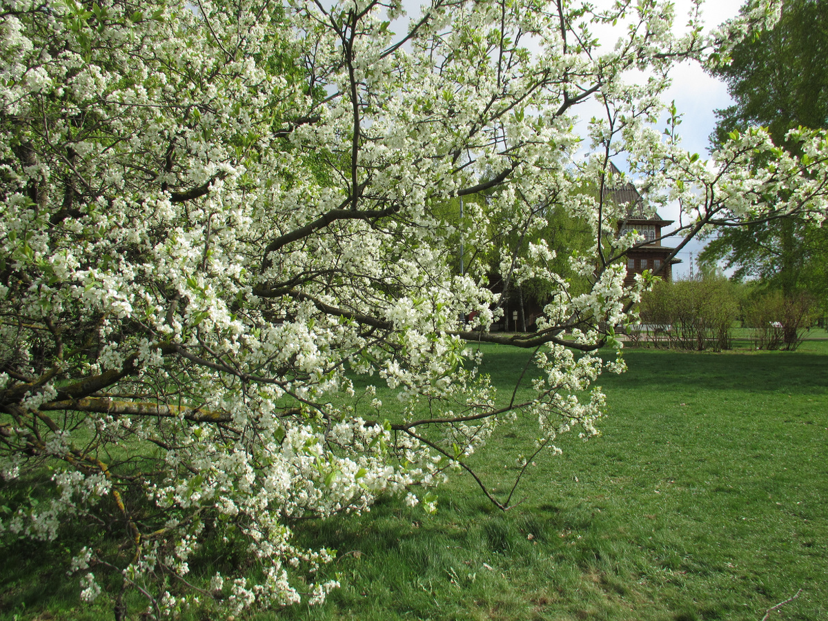 Цветущий яблоневый сад у дворца царя Алексея Михайловича