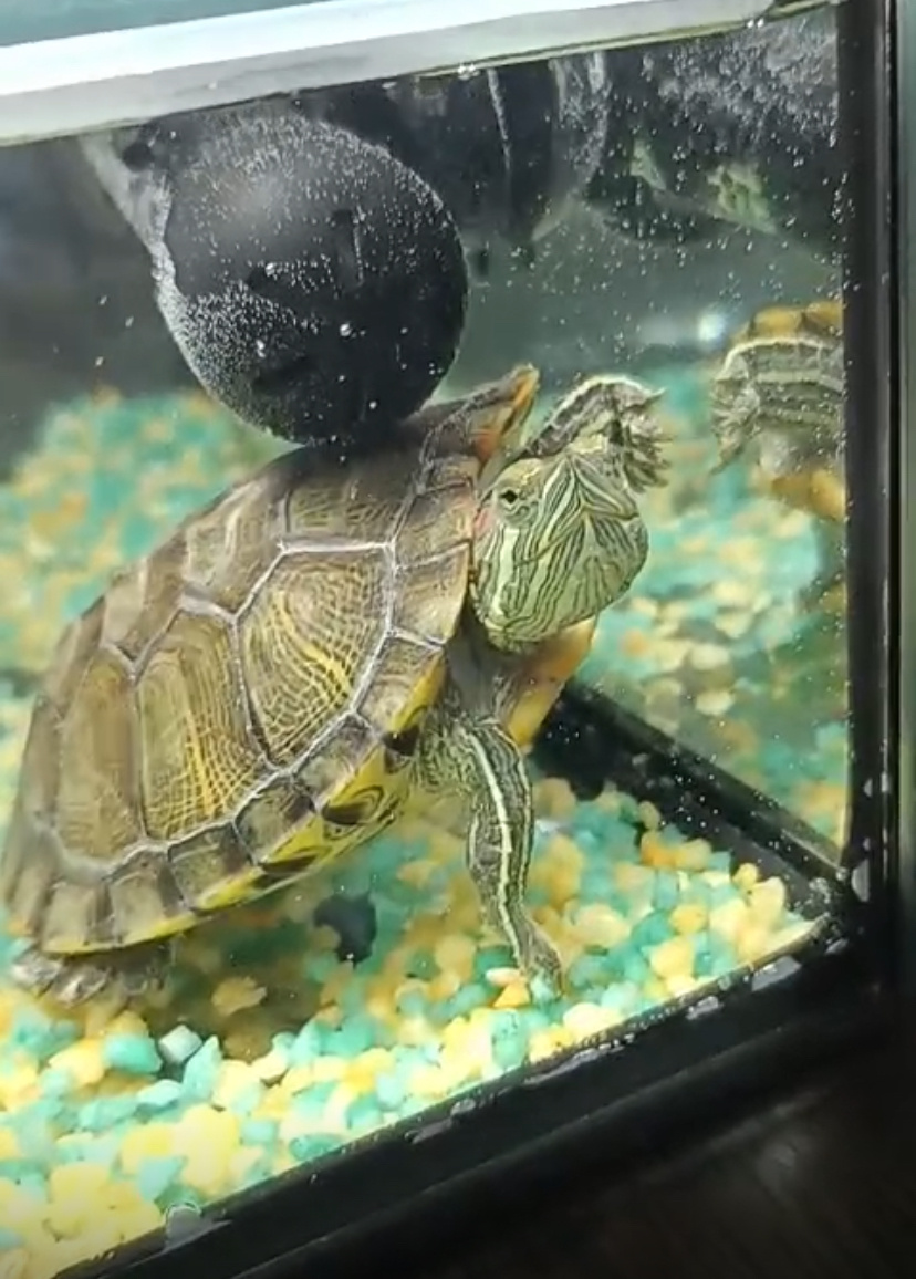 Жужа в новом домике😍