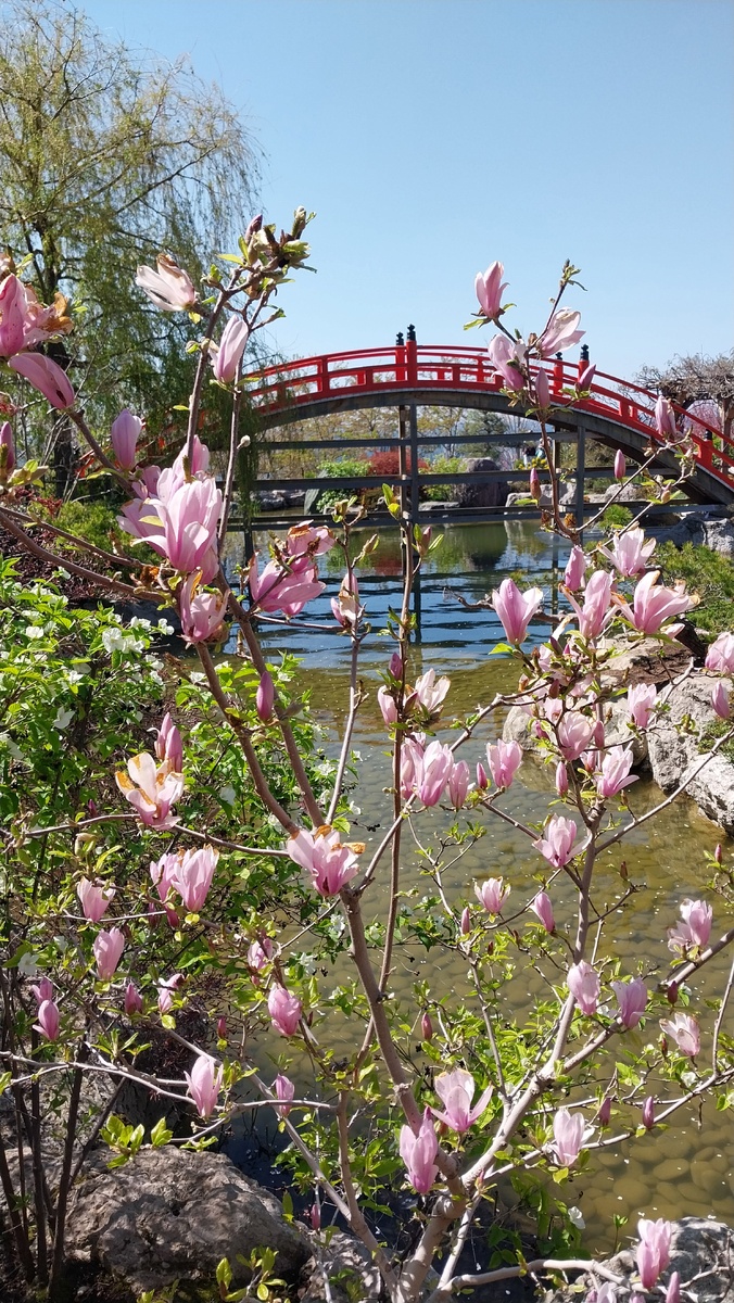 Японский сад в отеле "Мрия"