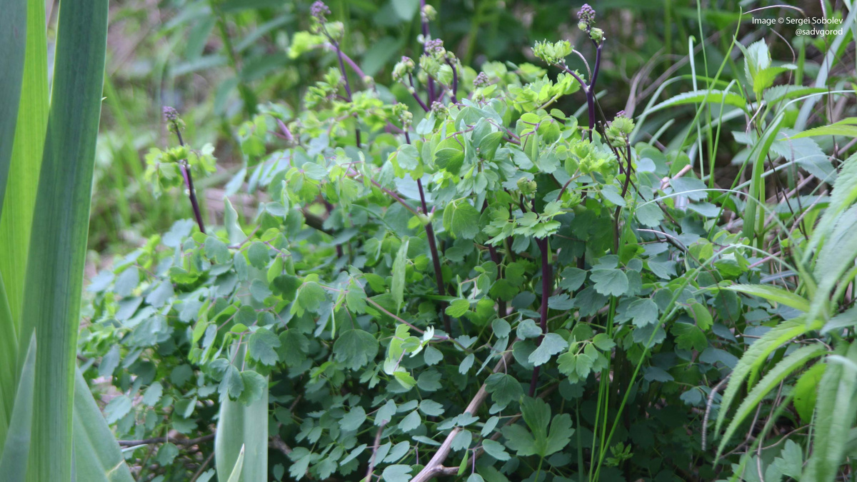 Василисник водосборолистный 'My Little Favourite'. Начало мая.
