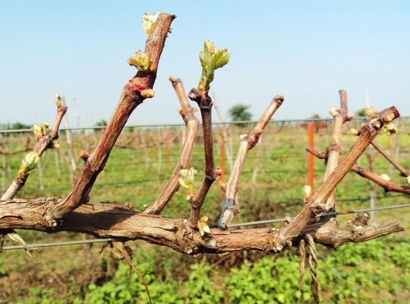 Как только наш виноград "проснулся" необходимо ему помочь.