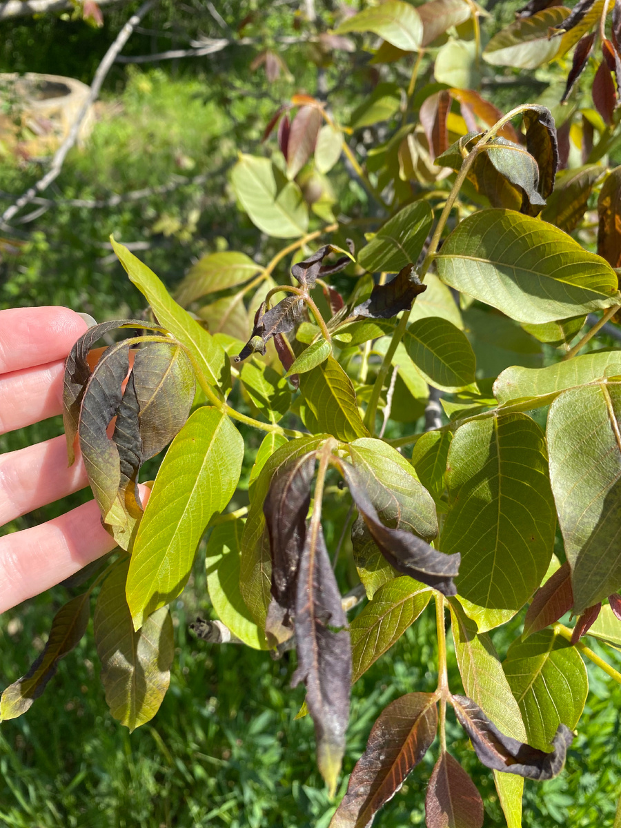 Это листья грецкого ореха 