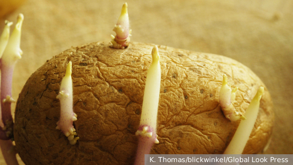     Фото: K. Thomas/blickwinkel/Global Look Press   
 Текст: Ольга Никитина