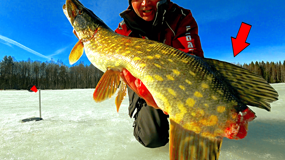 Поймал огромную щуку без хвоста, такого не ожидал. Кто ей откусил, как думаете напишите?
