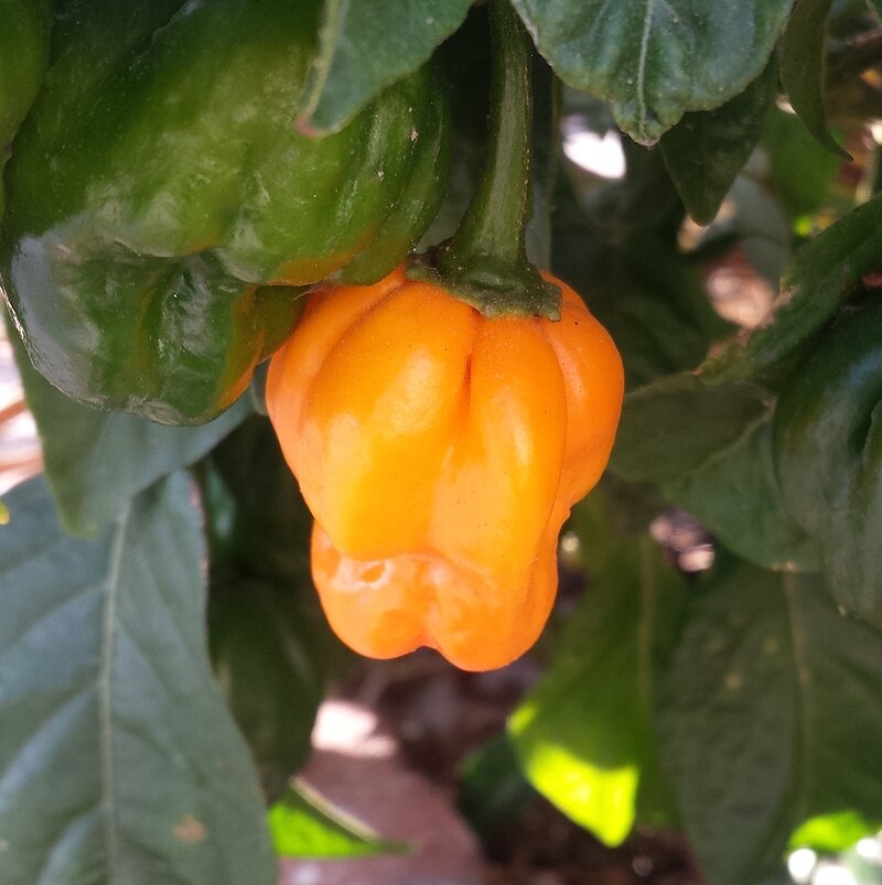 ru.wikipedia.org / Scotch bonnet