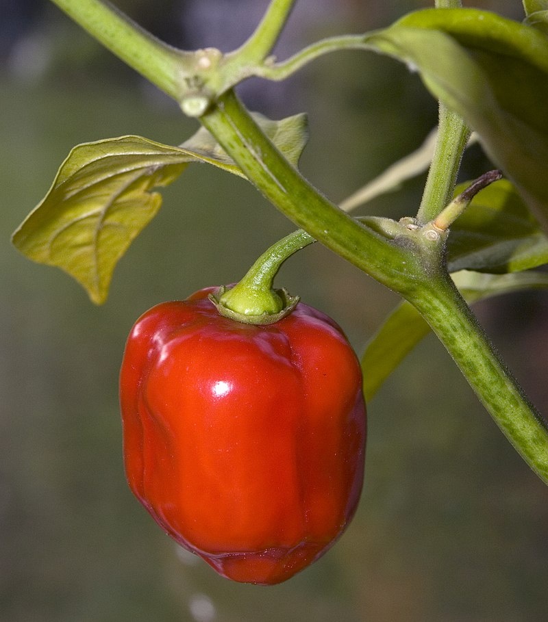 ru.wikipedia.org / Habanero Red Savina