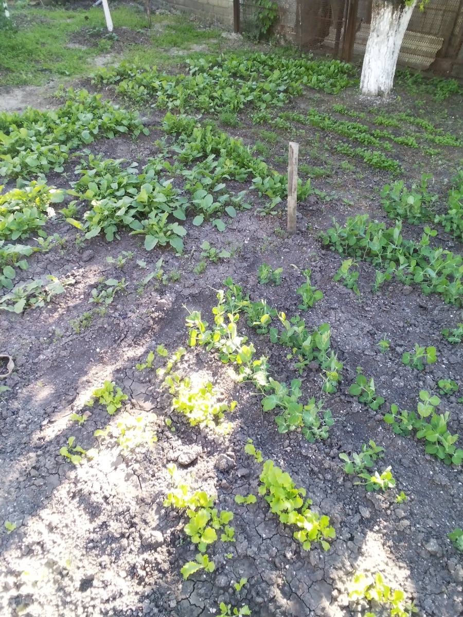 Редиска, салат , шпинат , руккола.