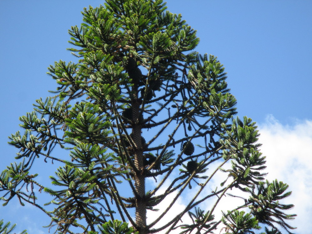 Араукария Бидвилла. Фото взято из открытого доступа.