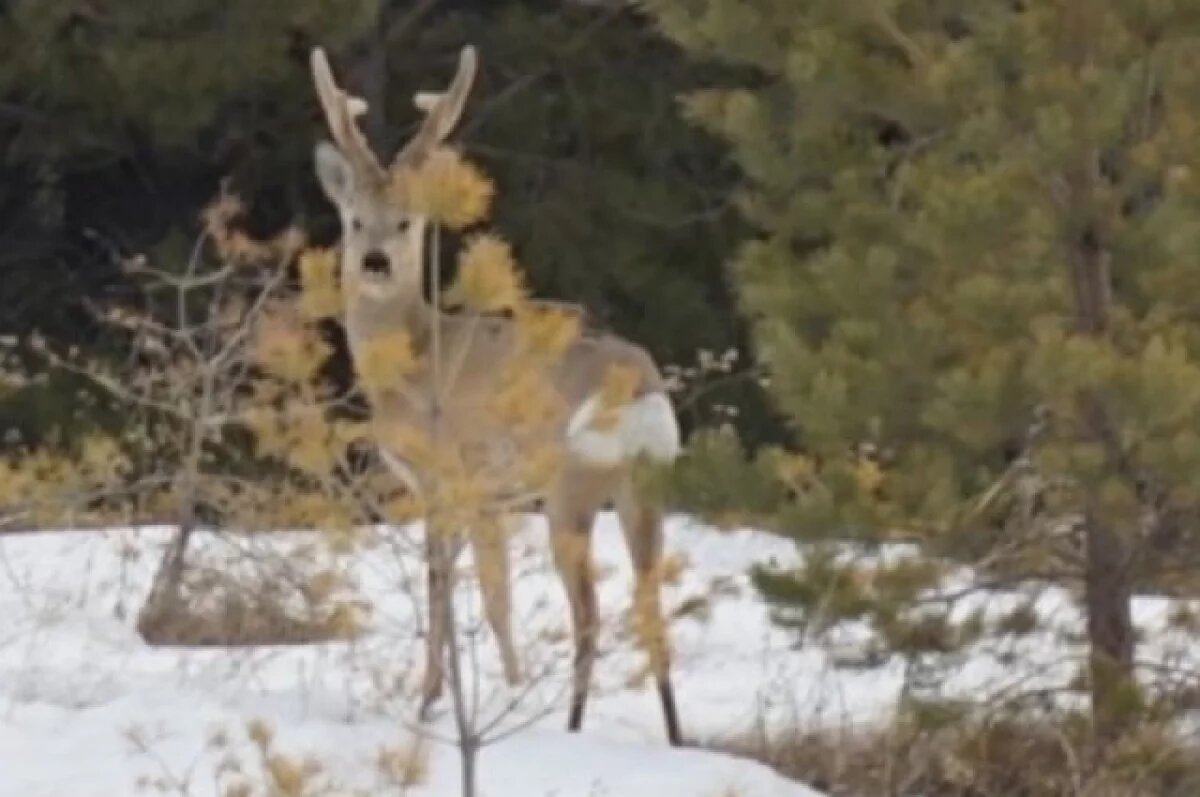    В Самарской области браконьер уверял, что голову косули нашёл в кустах