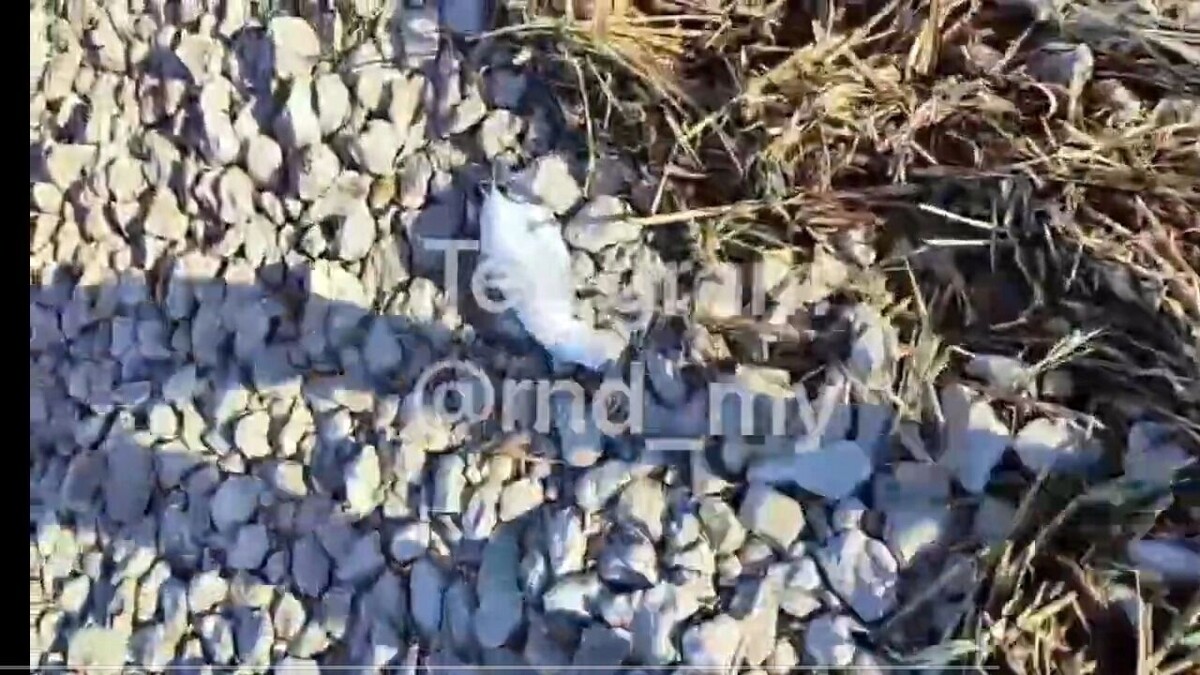     Автор: T.me/rnd_my