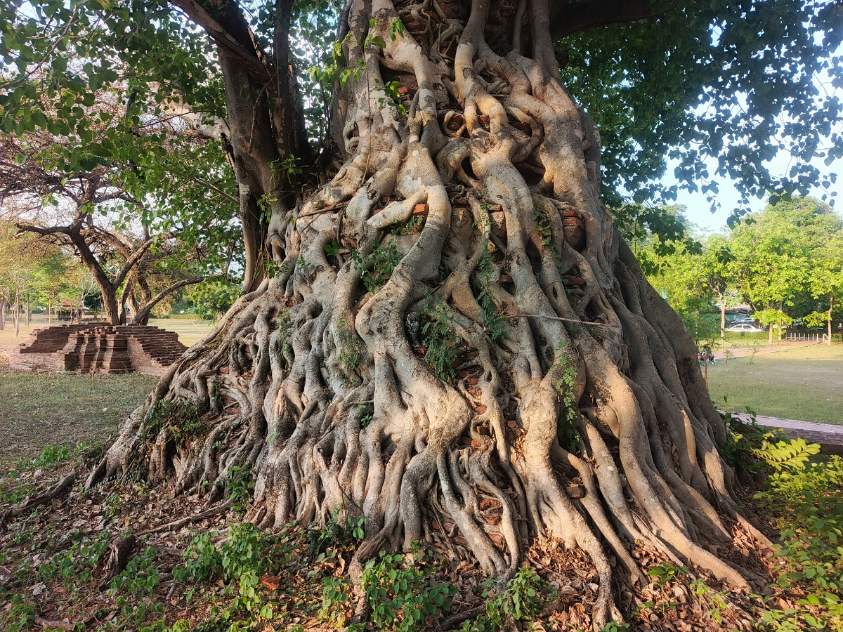Не только парк интересен, но и многовековая природа.