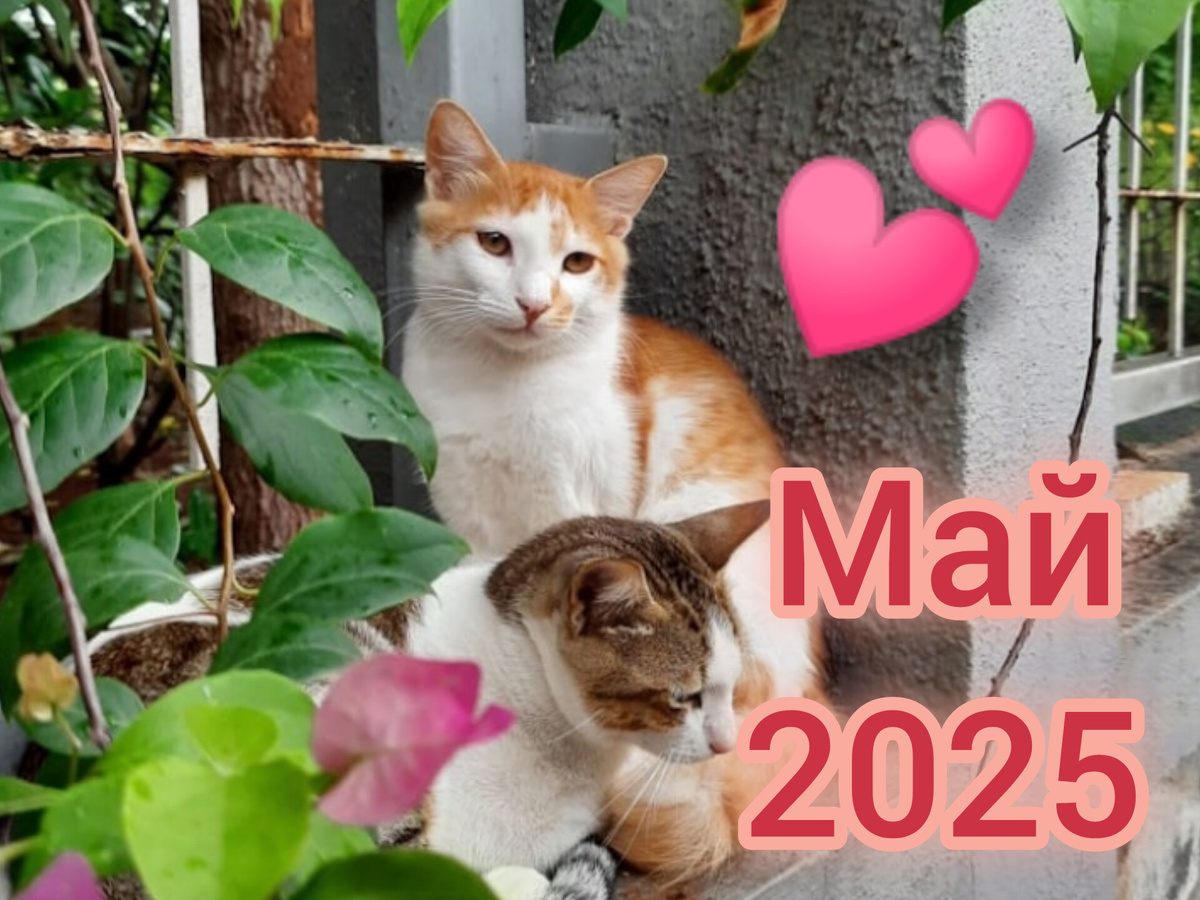 Нумерология: все любят котиков)