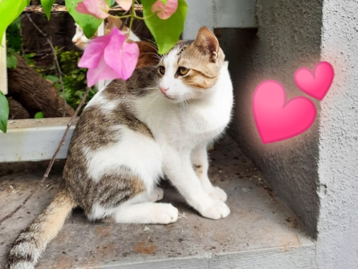 Все любят котиков)