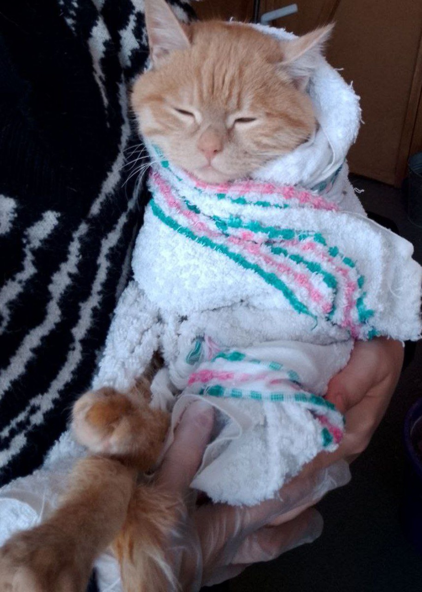 Житель Теремка Рыжик после водных процедур