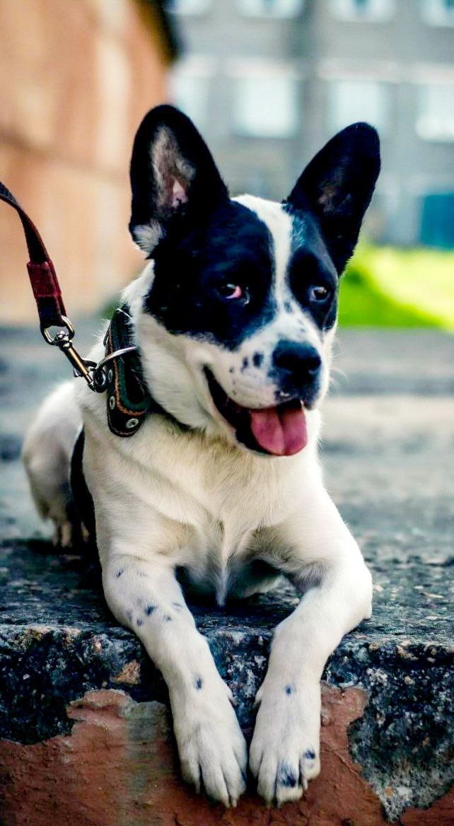 Житель Теремка Бакс. Песик здоров, обладает прекрасным характером, уживается с любыми животными, общителен и доброжелателен с людьми, ему очень нужны заботливые хозяева