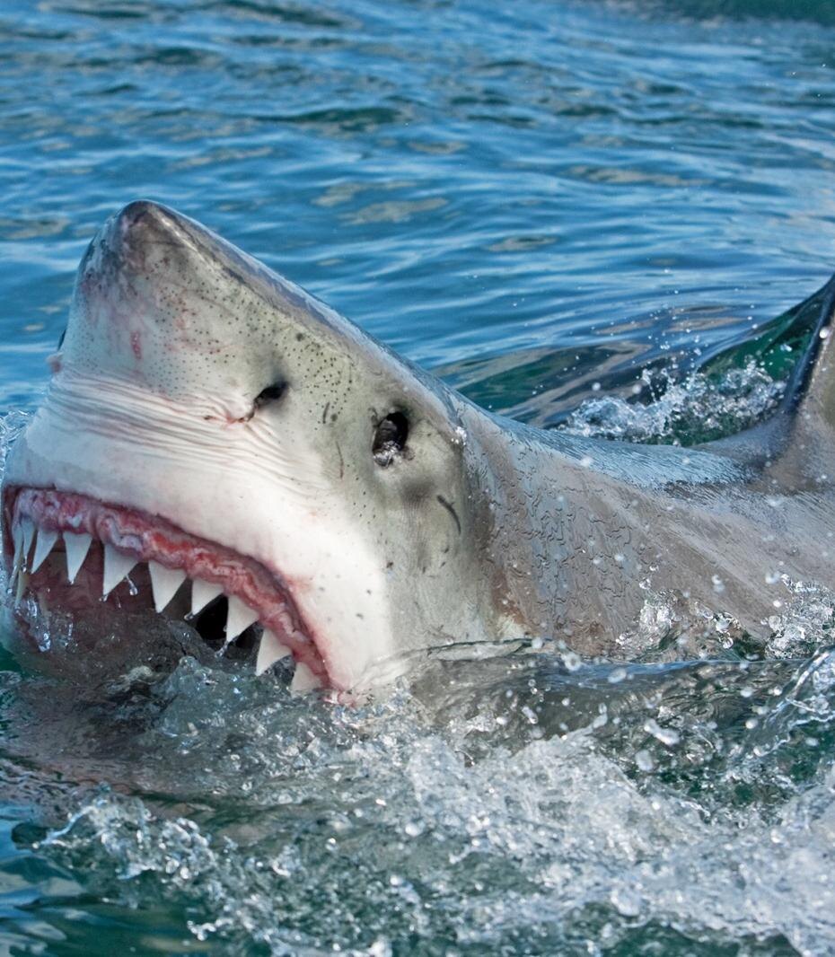    Shutterstock/FOTODOM