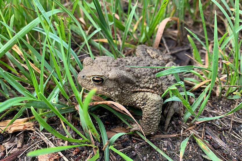    Серая жаба в «Лосином Острове»   
Фото: Карина Фоменко / Национальный парк «Лосиный остров»