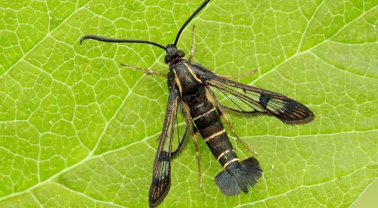    Стеклянница на смородине – без паники и пошагово избавляемся от вредителя