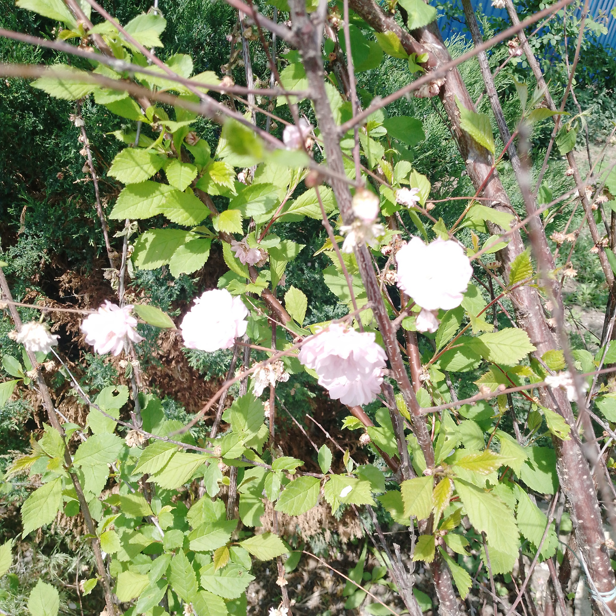 Какая-то вишня, наподобие сакуры. 