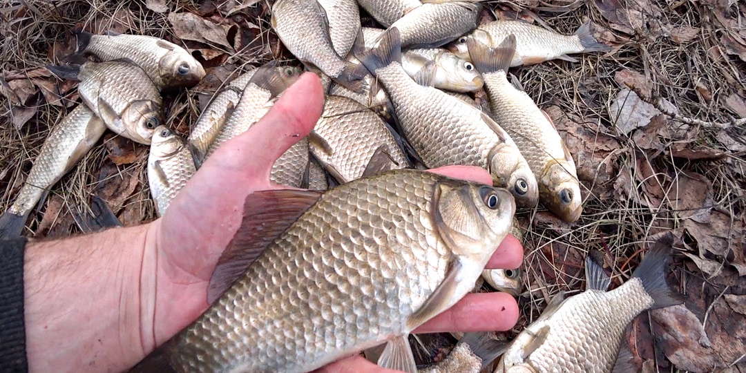 Фишка, о которой некоторые рыболовы не знают. Хотя, весеннего карася лучше ловить именно так