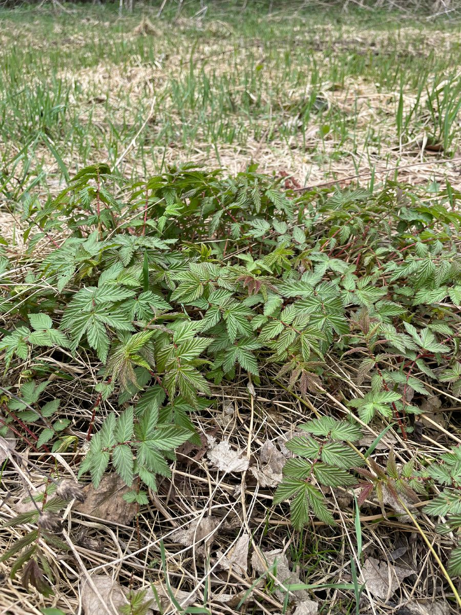 Молодые, апрельские листья Таволги узколистной