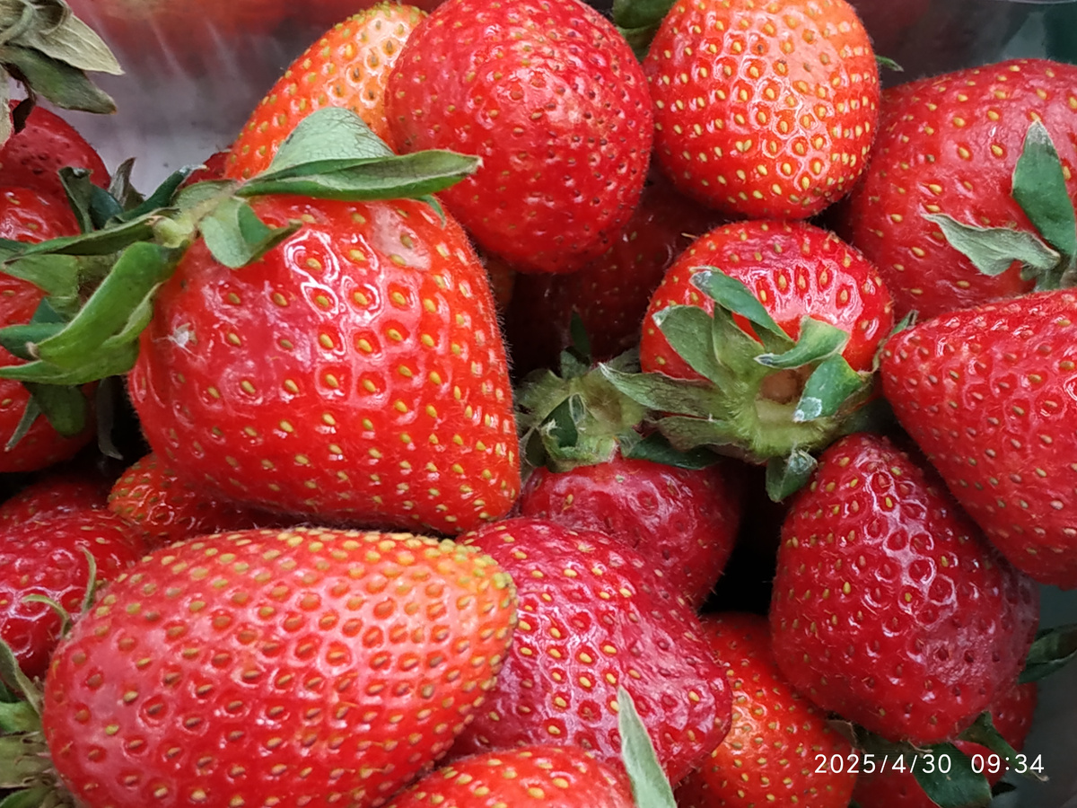 Крупноплодная земляника в магазине Ашан. Явно это не со своей грядки.