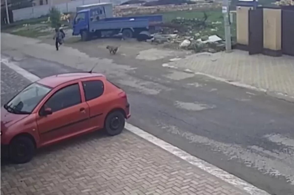    Хозяин питбуля, покусавшего ребёнка в Ставрополе, забыл закрыть калитку