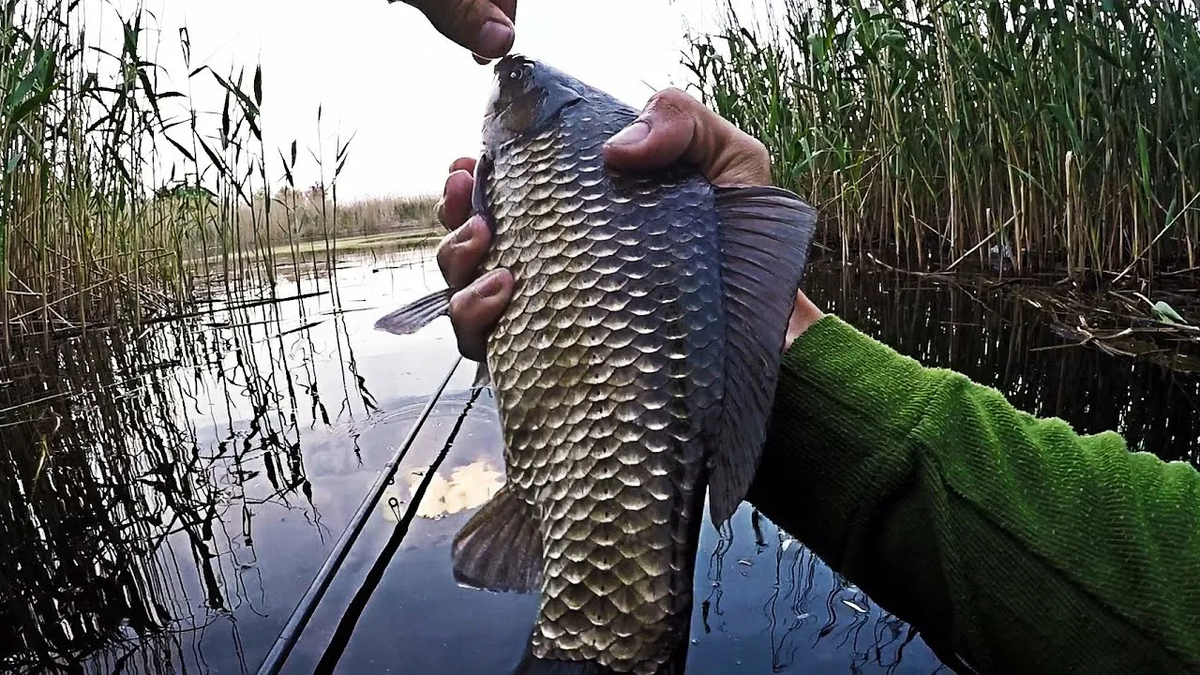 Фото с сайта: https://avatars.mds.yandex.net