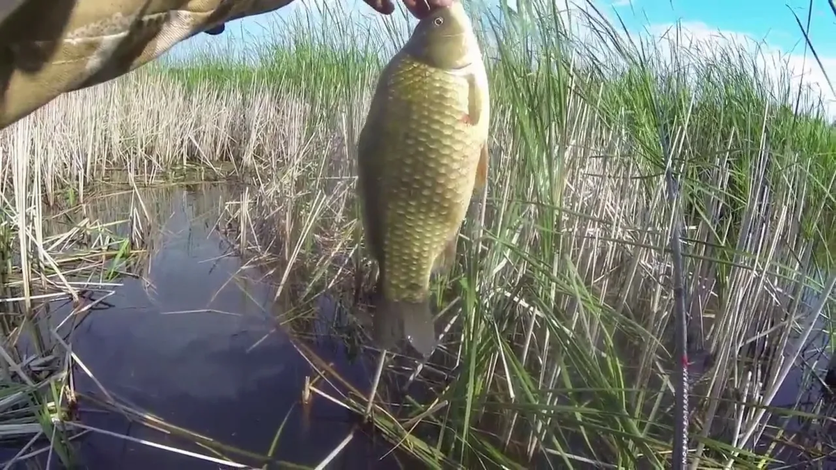 Фото с сайта: https://avatars.mds.yandex.net