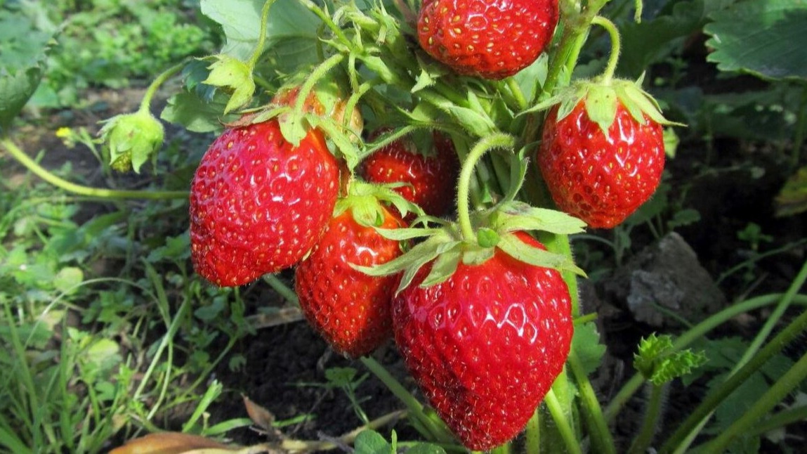  Результат применения янтарной кислоты через 14 дней после первой подкормки. 