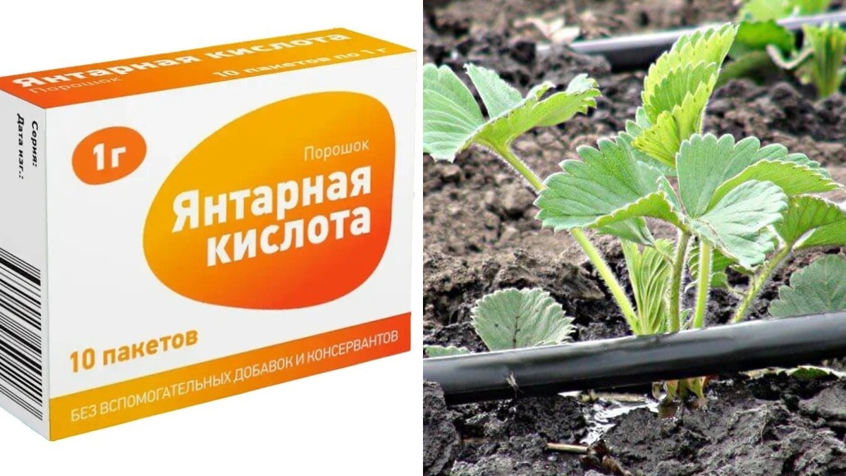 В работе использую только аптечную янтарную кислоту. Вода должна быть чистой, без примесей