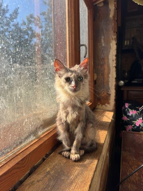 Лечить животных не на что