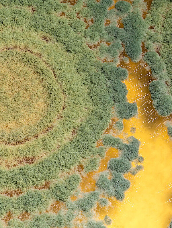 Триходерма - зелёный гриб на службе урожая. 