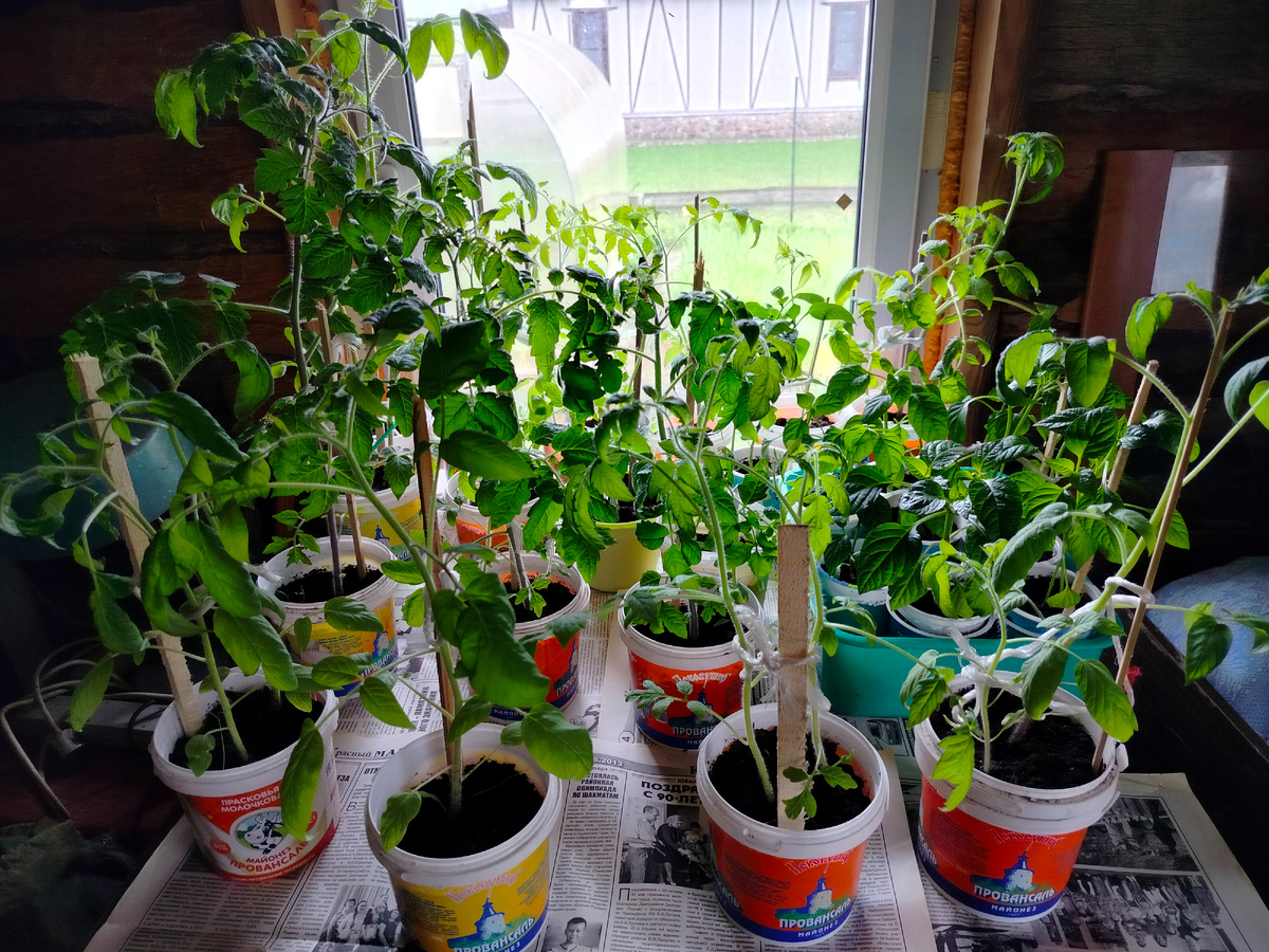 Некоторые растишки уже в кадр не входят 😁. На другом столе такая же картина