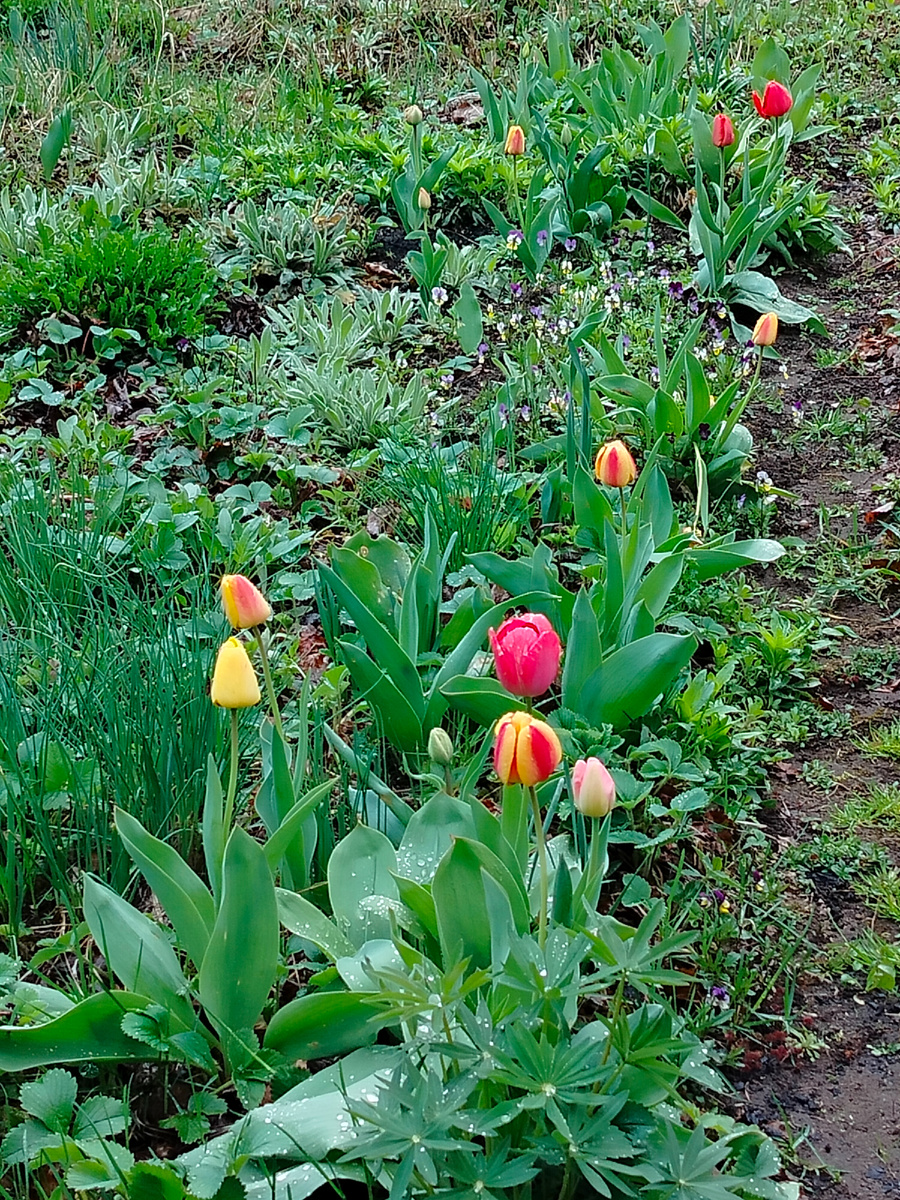 В перерывах между дождиками сфоткала тюльпаны. Откуда-то взялся люпин🤔