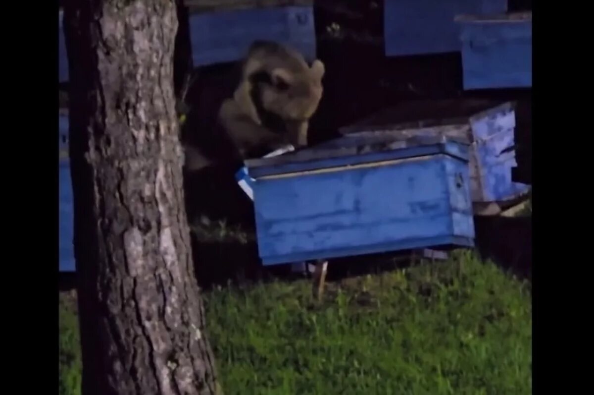    Медведь в Ингушетии пробрался в огород и разорил улей с пчёлами