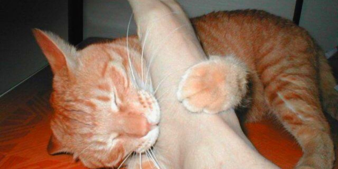 😼Почему кот нападает на ноги: 5 причин кошачьего хулиганства