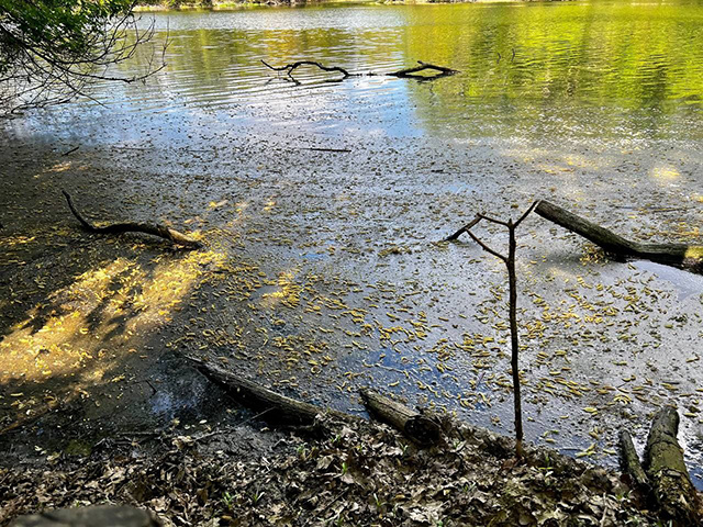    Вода в Сейме в районе очистных сооружений покрылась маслянистой пленкой, появились сообщения о гибели рыбы