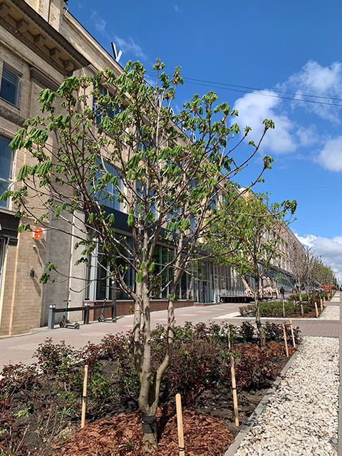    Перед ЦУМом уже зеленеют высаженные в апреле каштаны