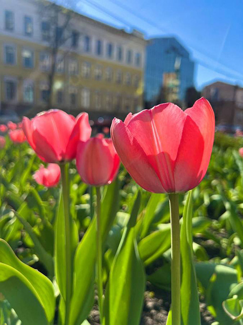    Почти все растения в этом году зацвели раньше обычного