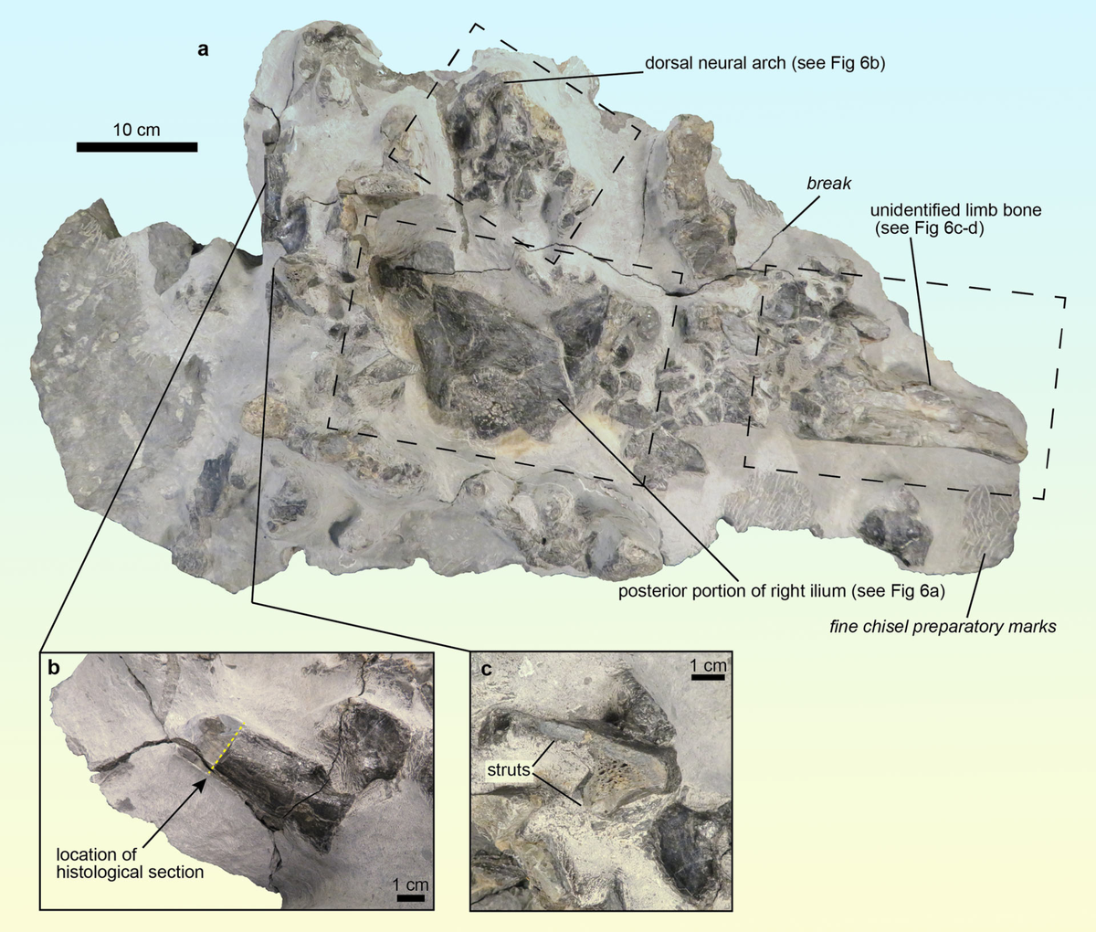 Образец, описанный группой д-ра Панчироли