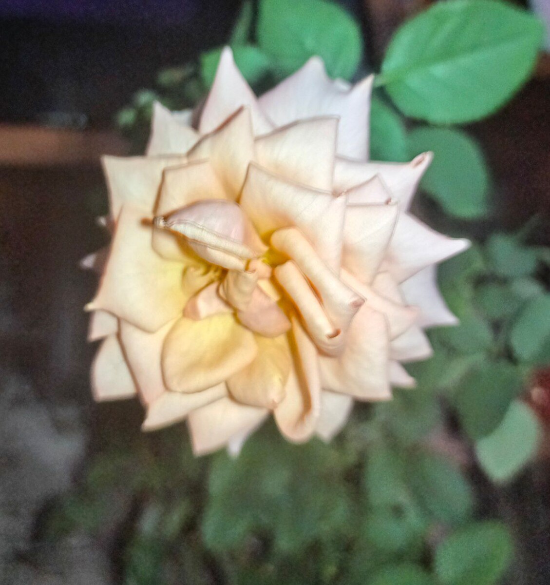 Уже отцветает и скоро я ее буду подстригать .