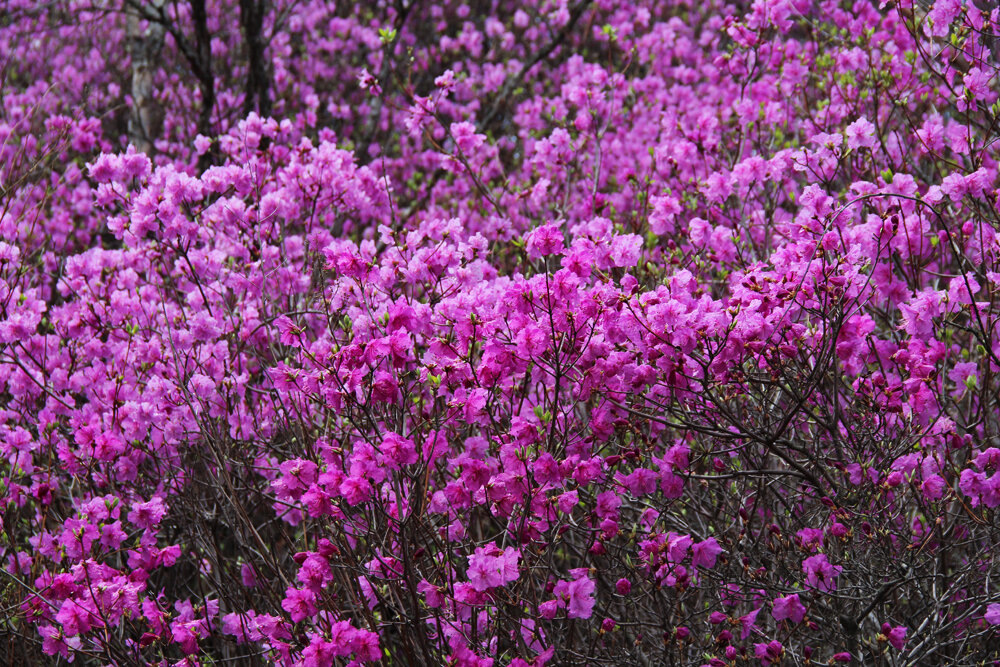 Из открытых источников. Багульник.