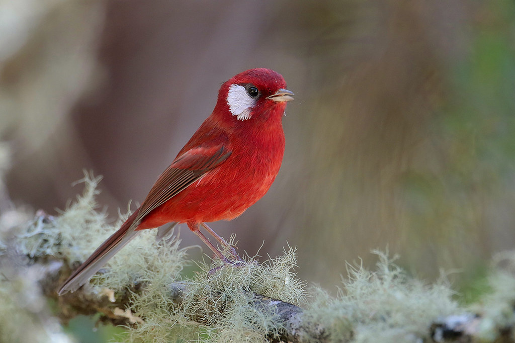 Пурпурный танагровый певун. Фото взято из открытого источника.