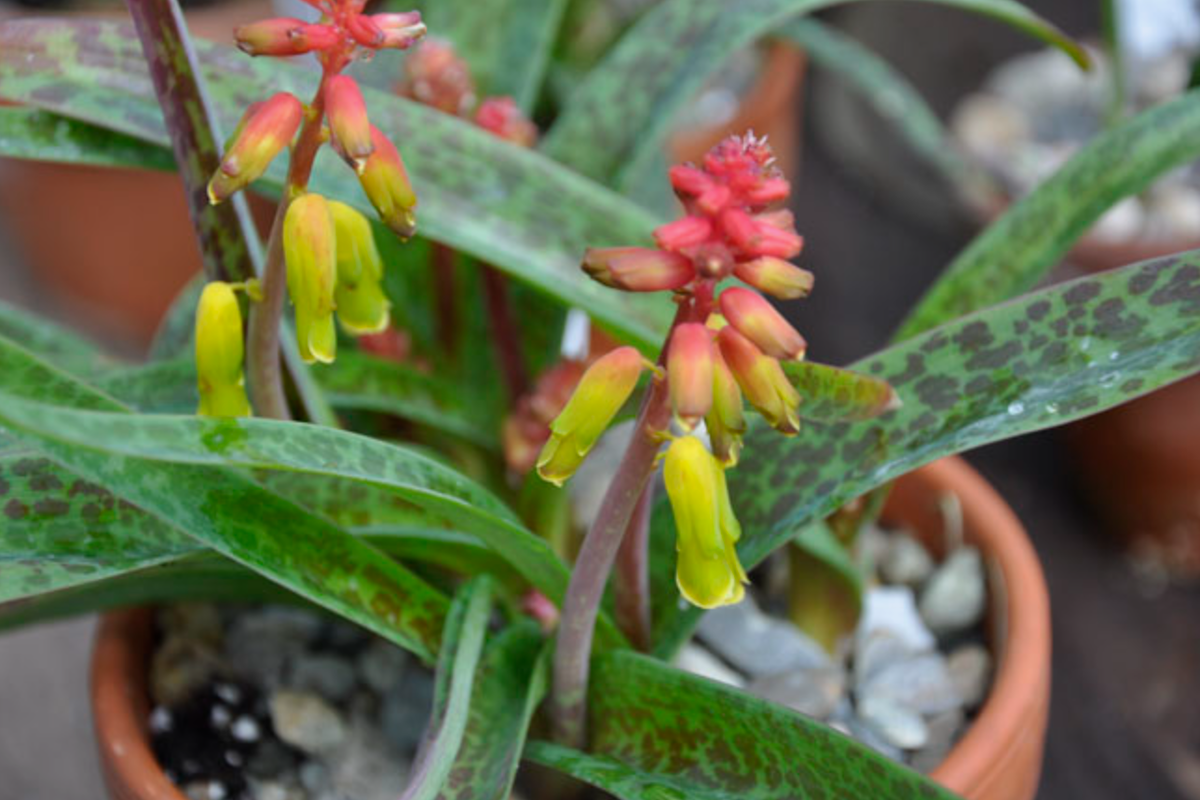 Источник фото: roses.moscow